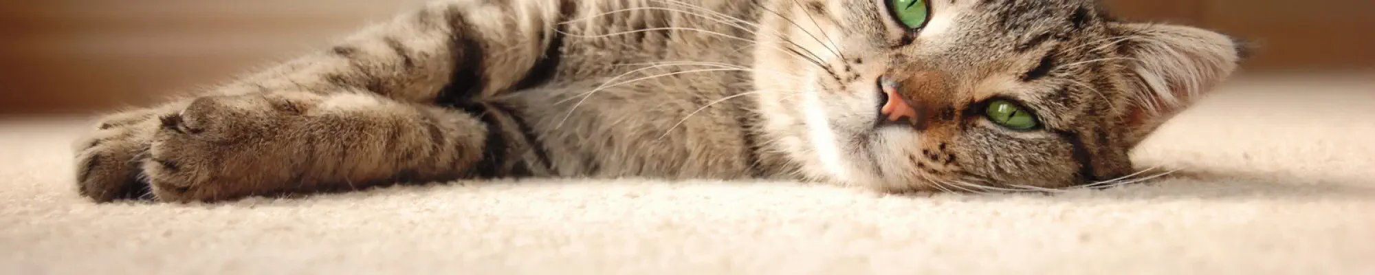 Cat laying on pet friendly carpet floor